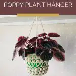 Poppy Plant Hanger - free crochet pattern - Pinterest - ILYF